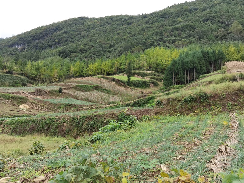 图片5.JPG