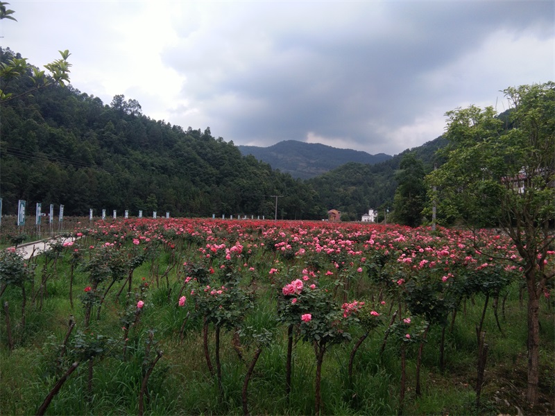 月季园花期.jpg