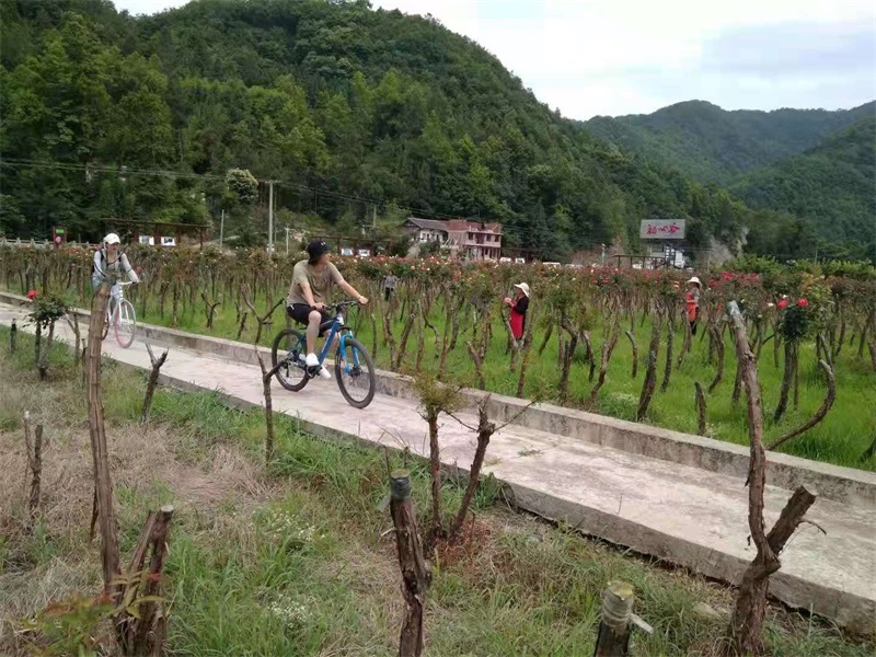 月季园游园活动.jpg