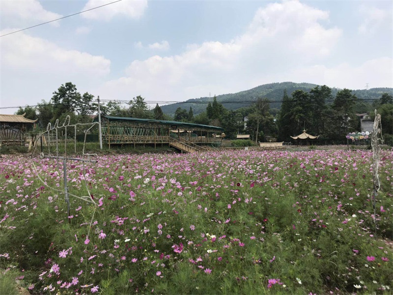 江油花田部落景区图片